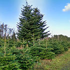 Weihnachtsbäume vom Hof Fischer