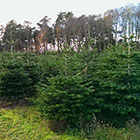 Weihnachtsbäume vom Hof Fischer