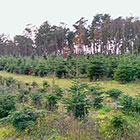 Weihnachtsbäume vom Hof Fischer