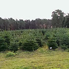 Weihnachtsbäume vom Hof Fischer