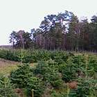 Weihnachtsbäume vom Hof Fischer