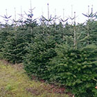 Weihnachtsbäume vom Hof Fischer