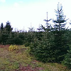 Weihnachtsbäume vom Hof Fischer