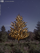 Weihnachtsbäume vom Hof Fischer