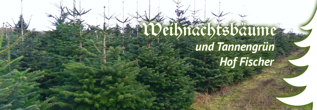 Weihnachtsbaum Hof Fischer